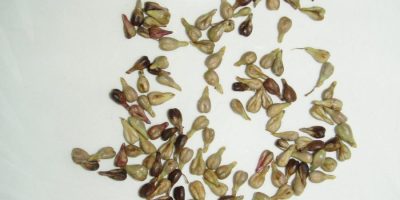 Grape Seeds are Disappearing from Grapes