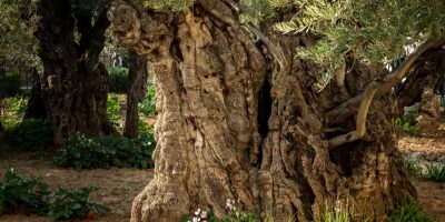Ancient Olive Tree Believed to be More than 2000 years old
