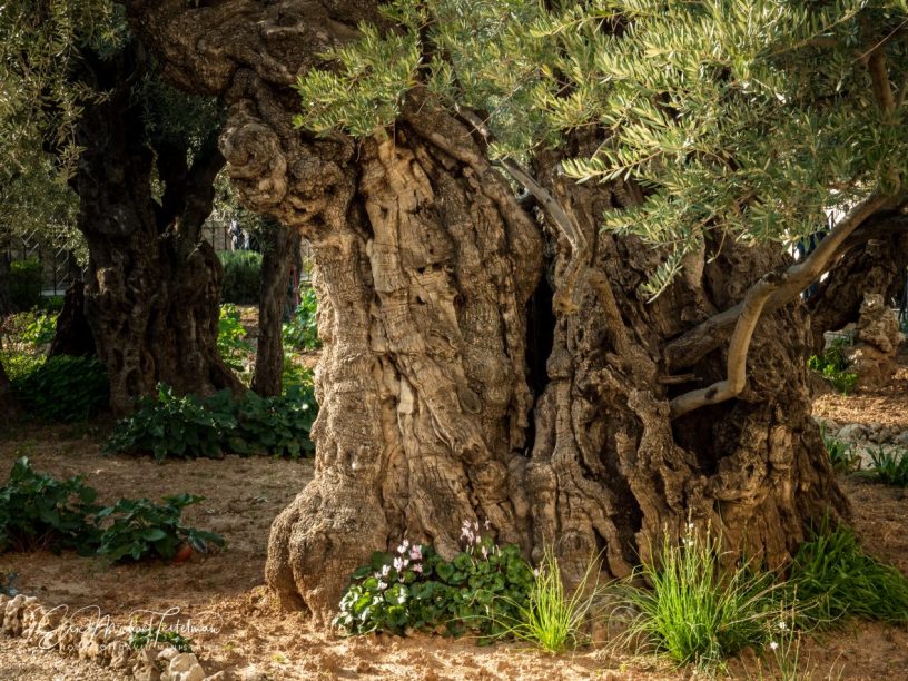 Ancient Olive Tree Believed to be More than 2000 years old