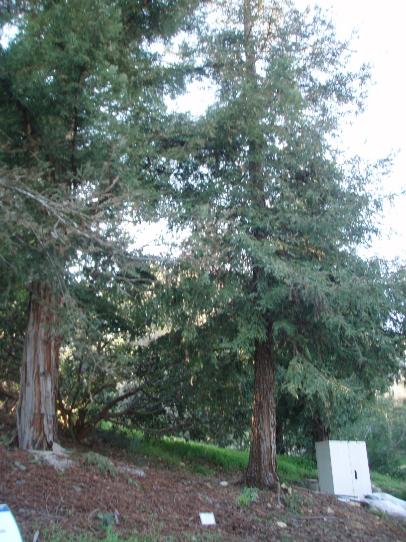 California Redwood Trees in Jerusalem