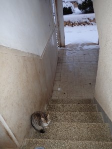 Jerusalem street kitten